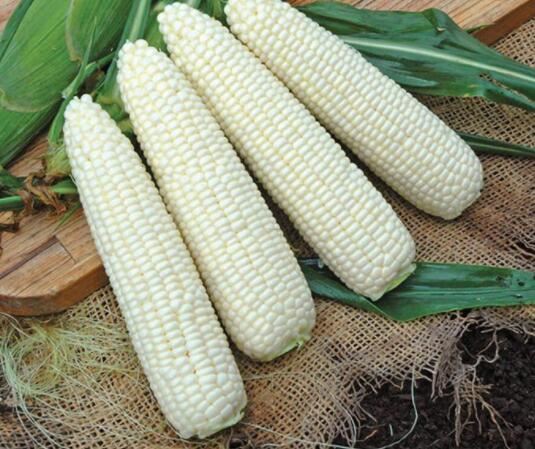 corn